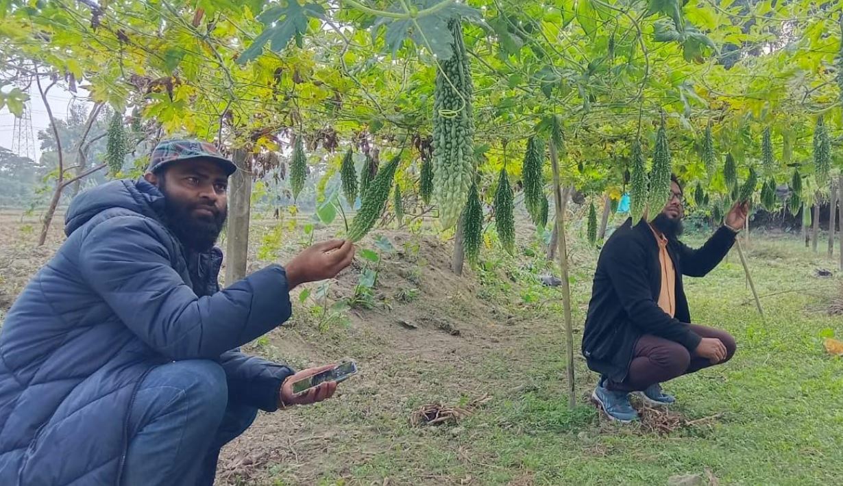 দাগনভূঞায় বিষমুক্ত করলা চাষ